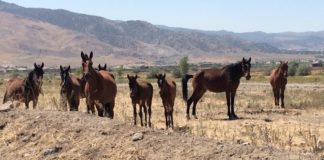 Controlling wild horses in US will take $5b, 15 years
