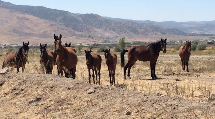 Controlling wild horses in US will take $5b, 15 years