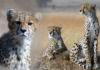 Cheetah fundraiser to save the world's fastest animal