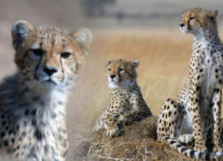 Cheetah fundraiser to save the world's fastest animal