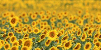 Scientists Develop Artificial Sunflower That Can Bend Towards The Sun