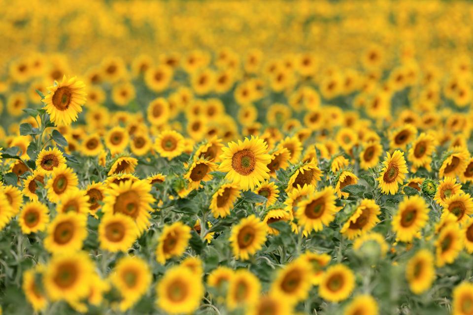 Scientists Develop Artificial Sunflower That Can Bend Towards The Sun