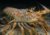 Caribbean seagrass is littered with infected lobsters — but the habitat may save the species