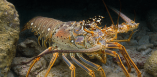 Caribbean seagrass is littered with infected lobsters — but the habitat may save the species