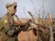 Mali: Dozens of troops killed in military outpost attack