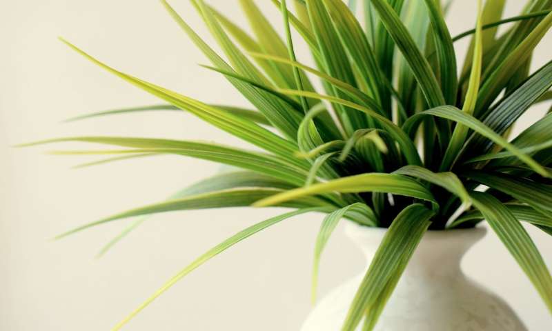 Researchers Say Potted Plants Don’t Improve Indoor Air Quality