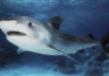 Ocean acidification could degrade sharks’ tough skin