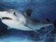 Ocean acidification could degrade sharks’ tough skin