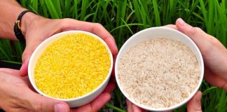 Bangladesh could be the first to cultivate Golden Rice, genetically altered to fight blindness