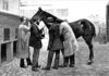 Scientists find way to make diphtheria treatment without injecting horses with toxin
