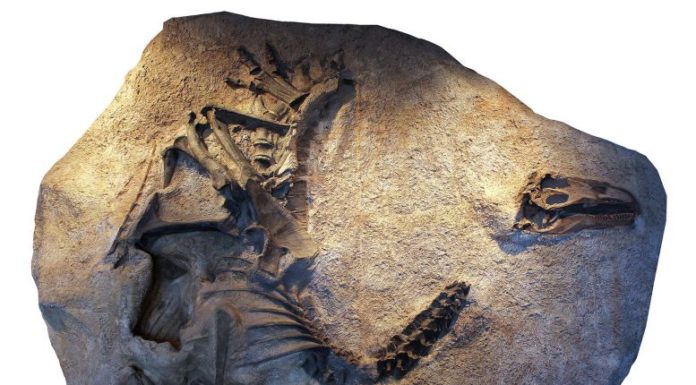 Remarkable New Species of Meat-Eating Jurassic Dinosaur Discovered in Utah