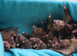 Ebola-Like Marburg Virus Found in Sierra Leone Bats