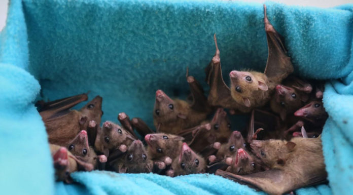 Ebola-Like Marburg Virus Found in Sierra Leone Bats