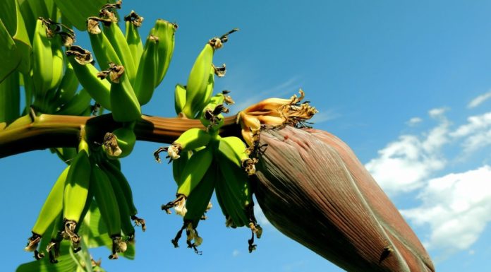 Pacific Banana Mystery Solved With Microscopic Particles From 3,000-Year-Old Teeth