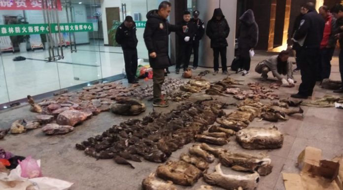 China temporarily bans wildlife trade in wake of outbreak