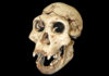 The earliest known hominid interbreeding occurred 700,000 years ago