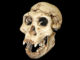 The earliest known hominid interbreeding occurred 700,000 years ago