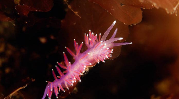 'We're nudibranch people': How enthusiasts help get science done