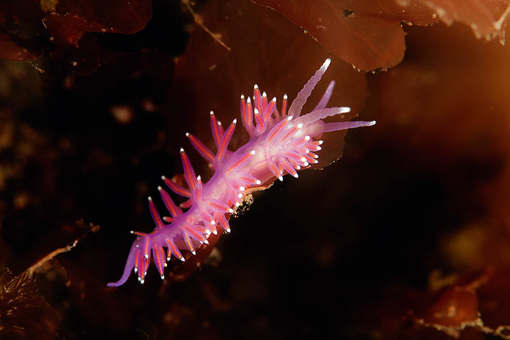 'We're nudibranch people': How enthusiasts help get science done