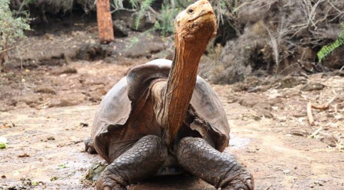 South American turtle was as big as a car and built for battle