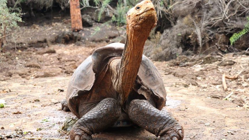 South American turtle was as big as a car and built for battle