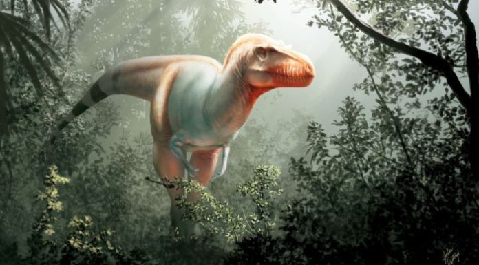 New tyrannosaurus species named 'Reaper of Death' found by farming couple in Canada