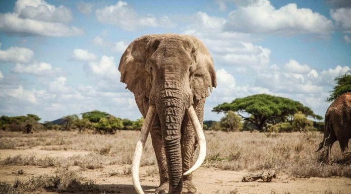 Big Tim, one of Kenya's last giant 'tusker' elephants, dies at 50