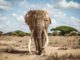 Big Tim, one of Kenya's last giant 'tusker' elephants, dies at 50