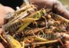 South Sudan hit by desert locust swarm as plague spreads