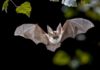 Bats’ immune defenses may be why their viruses can be so deadly to people