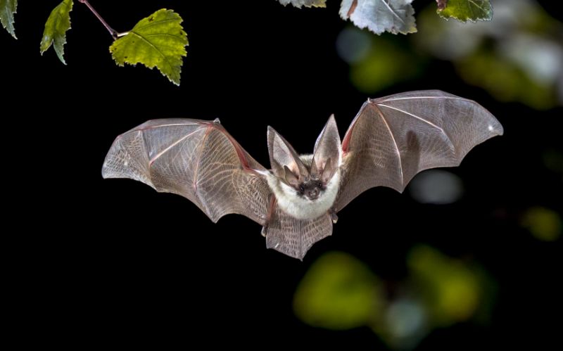 Bats’ immune defenses may be why their viruses can be so deadly to people