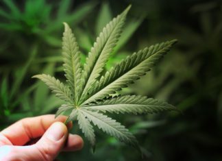 Scientists discovered a weed compound that may be 30 times more powerful than THC