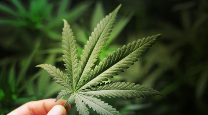 Scientists discovered a weed compound that may be 30 times more powerful than THC