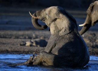 Botswana auctions elephant hunting licenses after lifting ban