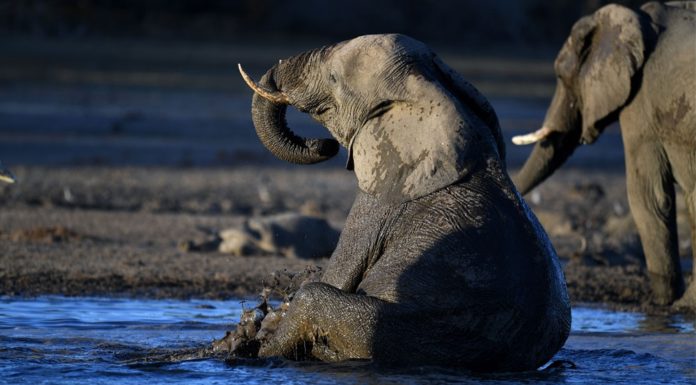 Botswana auctions elephant hunting licenses after lifting ban