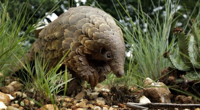 Chinese scientists say a scaly anteater could be coronavirus host: report