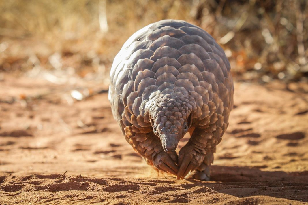 Pangolins, Not Snakes, May Be Missing Link in Coronavirus Jump From Bats to Humans