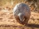 Pangolins, Not Snakes, May Be Missing Link in Coronavirus Jump From Bats to Humans