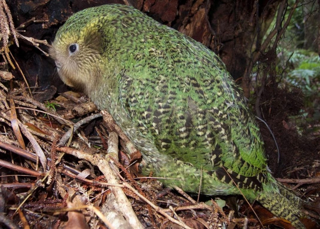 It Would Take 50 Million Years To Recover New Zealand’s Lost Bird Species