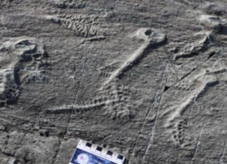 500-Million-Year-Old Sea Animals May Have Used "Social Networks" to Clone Themselves