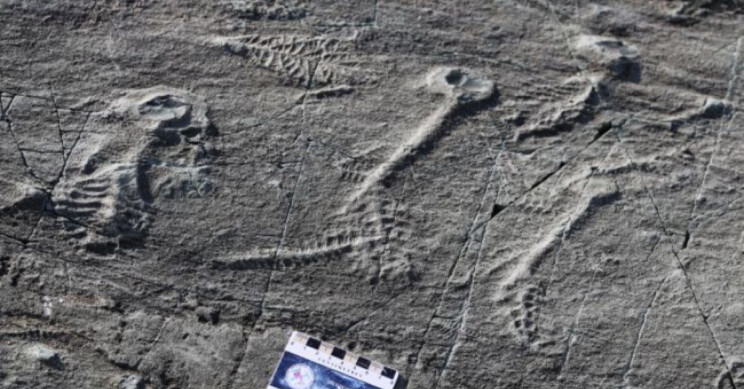 500-Million-Year-Old Sea Animals May Have Used 