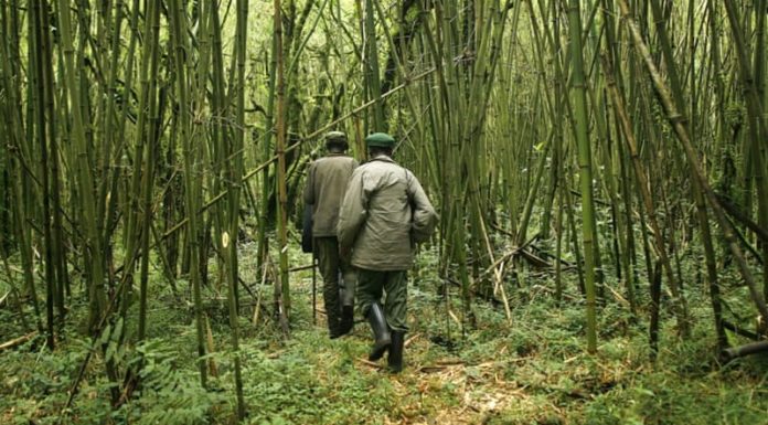 DRC: Rangers, civilians killed in attack in Virunga National Park