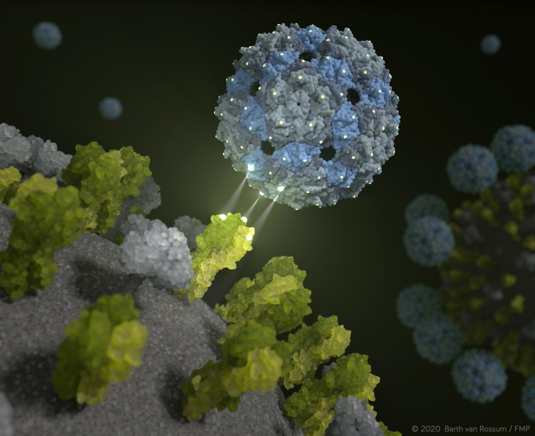Scientists Create Phage Capsid Nanoparticles That Prevent Viral Infection