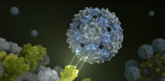 Scientists Create Phage Capsid Nanoparticles That Prevent Viral Infection