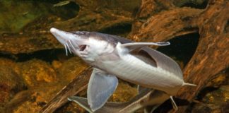 Sturgeon “Methuselah Fish” Genome Sequenced – Important Piece of Evolutionary Puzzle
