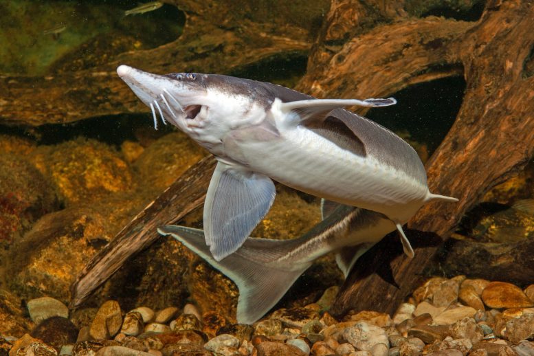 Sturgeon “Methuselah Fish” Genome Sequenced – Important Piece of Evolutionary Puzzle