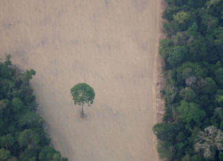 Brazil's Bolsonaro to send troops to protect Amazon rainforest