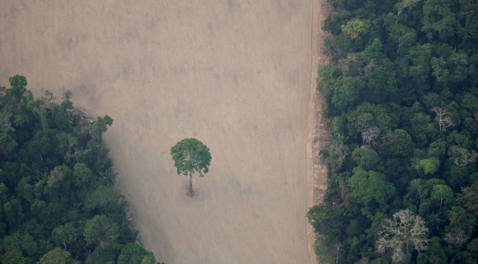 Brazil's Bolsonaro to send troops to protect Amazon rainforest