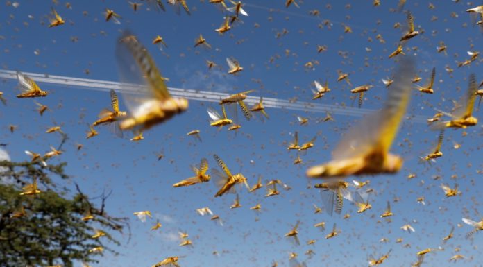 Crops destroyed as India faces 'worst locust attack in 27 years'