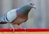 India captures ‘spy’ pigeon suspected of working for Pakistan: reports